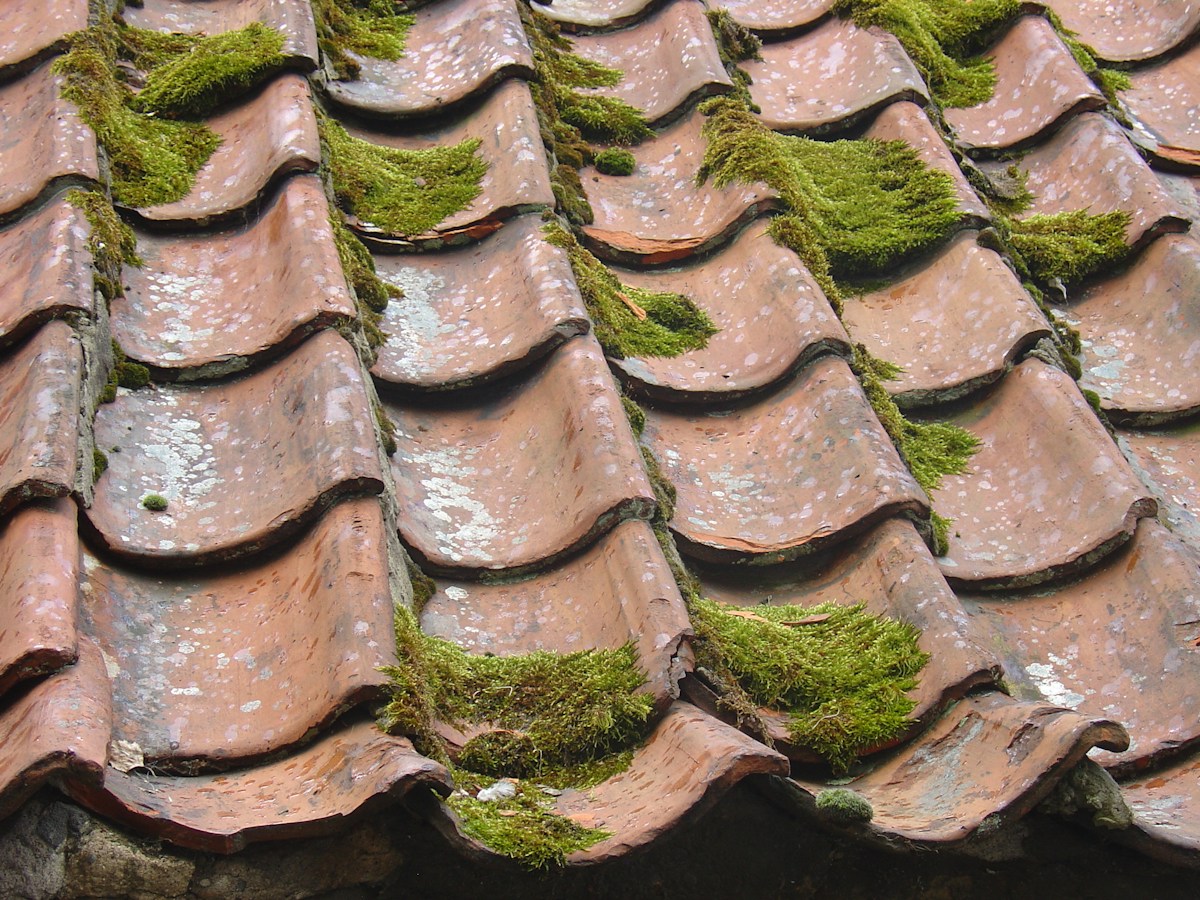 Green moss growing between weathered clay roof tiles